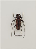 藏品(霧社深山天牛)的圖片